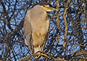 Nycticorax nycticorax